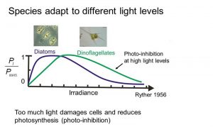 photo-inhibtion-graph-resize